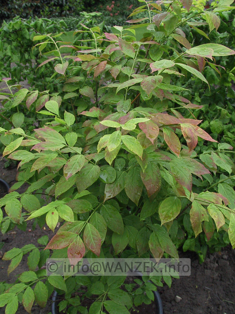 Euonymus planipes - Laub.JPG